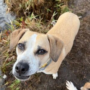 Meet your Posher, Chandler